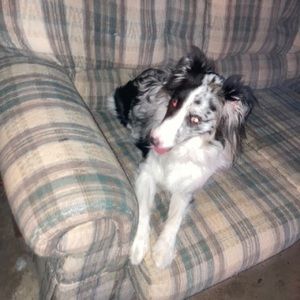 Meet your Posher, Adam